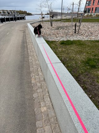 A black and white corgi as far away as the leash would allow, on top of a kind of high wall (1 m or so), looking back. There is the baltic sea in the background.