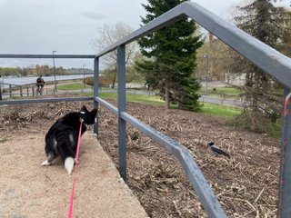 A black and white corgi looking past a banister into a city park. There is a crow bird to her right and a bicycle rider to her left. In the distance a bridge is visible. 