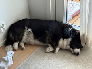 A black and white corgi lying next to a balcony door. She just woke up when the photo was taken.