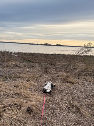 A black and white corgi rubbing her back on a bunch of cut reeds next to the baltic sea shore.