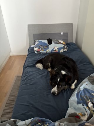 A black and white corgi lying on a small single bed, facing but looking away from the camera.
