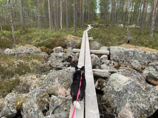 A black and white corgi cardigan walking over duckboards through a stony field.