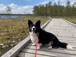 A black and white corgi sitting on a platform in a boggy landscape. There is a little lake in the background and a small forest as well.
