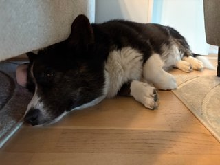 A black and white corgi lying half next to and half under a couch, looking a little sleepy away from the camera.