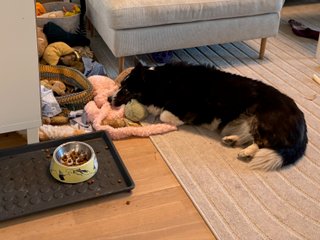 A black and white corgi resting her head on some dog toys.