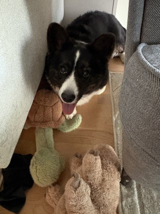 A black and white corgi, next to a couch with a few toys. She looks like she