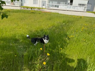A black and white corgi cardigan, relaxing on a patch of uncut grass. There are some flowering dandelions visible.