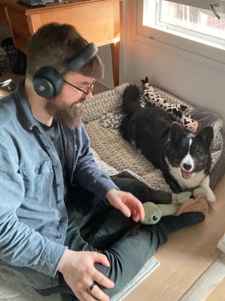 A black and white corgi cardigan in her dog bed, playing with a man (me!) wearing a wireless headset. There are a few dog toys next to her.