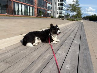 A black and white corgi cardigan lying outside on a bench-like structure that is built into the pedestrian way next to a canal.