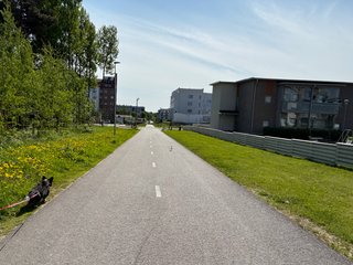 A black and white corgi cardigan walking on a sidewalk, leash taut, trying to get closer to a seagull a little bit further away (maybe 20m or so).