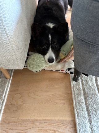 A black and white corgi cardigan in a corner next to couch, resting her head on a couple of dog toys and watching into the camera.