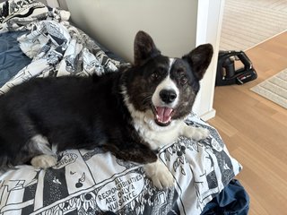 A black and white corgi cardigan sitting on a guest bed (for humans) looking playfully into the camera.