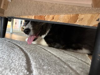 A black and white corgi cardigan photographed from below a recliner chair. She is looking right into the camera.