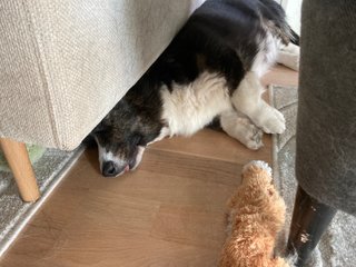A black and white corgi cardigan sleeping with her head half under a couch. Her tongue sticks out.