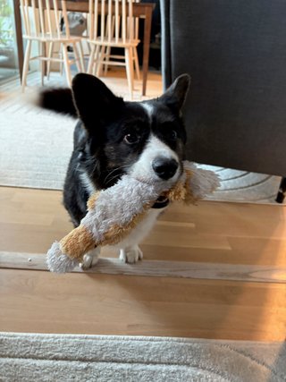 A black and white corgi cardigan with a dog toy in her mouth waiting for the photographer to stop taking photos and start playing tug.