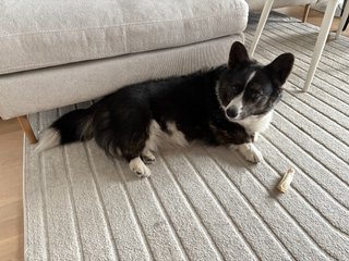 A black and white corgi cardigan lying next to a couch, looking somewhat confused into the camera.