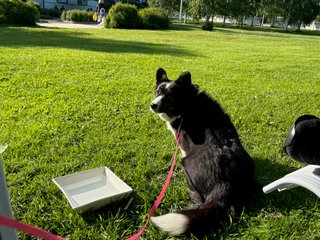 A black and white corgi cardigan sitting on a lawn watching back to the camera.