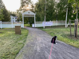 A black and white corgi cardigan sitting by the entrance of the yard of a café.
