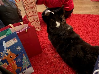 A black and white corgi cardigan in between a bunch of gift bags.