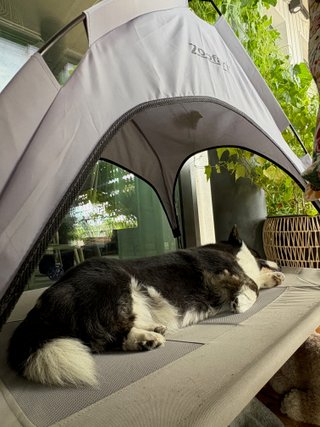 A black and white corgi cardigan lying on a summer dog bed on a balcony. There are plants in the background.