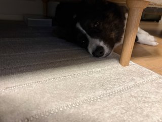 A black and white corgi cardigan lying with her head under a couch. A couch leg is visible. She