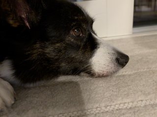 A black and white corgi cardigan lying on the floor, daydreaming.