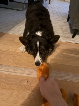 A black and white corgi cardigan playing tug with a dog toy held by the photographer.
