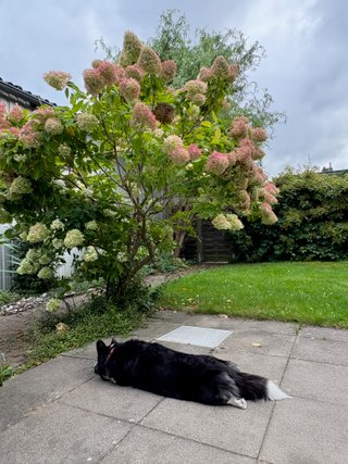 A black and white corgi cardigan lying on a terasse in front of a big hortensia bush.
