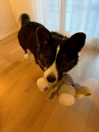 A black and white corgi cardigan holding a dog toy in her mouth, ready to play.