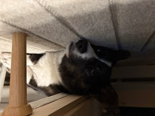 A black and white corgi cardigan lying with her head under a couch. A couch leg is visible.