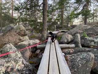 A black and white corgi cardigan is walking towards the carmera. She is walking on duckboards through a stony field.