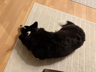 A black and white corgi cardigan lying on a carpet making a c shape.