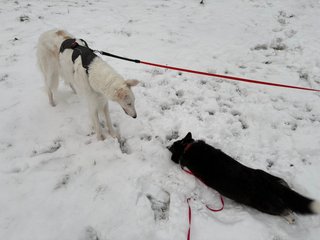 A black and white corgi cardigan lying flat in wet snow while an other dog looks at her.