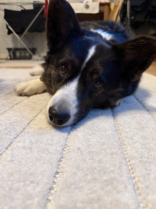 A black and white corgi cardigan lying on the floor with her head down. She is looking directly into the camera.