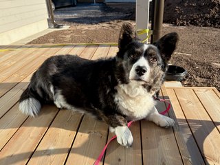 A black and white corgi cardigan lying on a very sunny porch and watching slightly above the camera.
