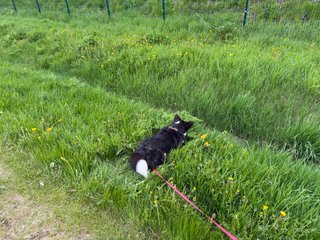 A black and white corgi cardigan playing in the high grass.