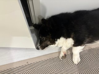 A black and white corgi cardigan lying very close to a room