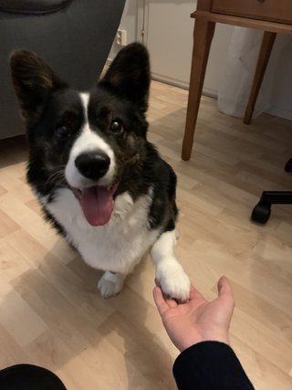 A dog (Napu) is watching into the camera, while giving paw, giving the impression it is agreeing with the post