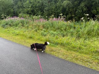 A black and white corgi cardigan walking along a meadow.