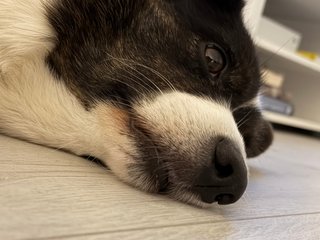 A close up of a black and white corgi cardigan