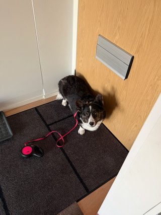A black and white corgi cardigan next to a home door. She
