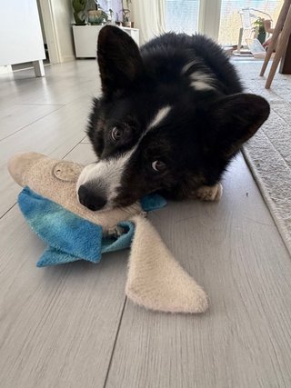 A black and white corgi cardigan playing with a dog toy.