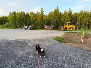 A black and white corgi cardigan walking past three working machines for putting down asphalt.