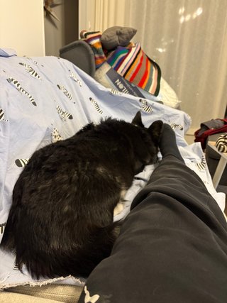 A black and white corgi cardigan lying on the couch next to a human. Additional context not in the image: She is hiding from the fireworks outside and looking for support.