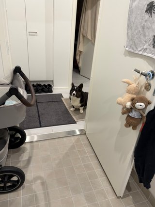 A black and white corgi cardigan watching somewhat timidly into a room.