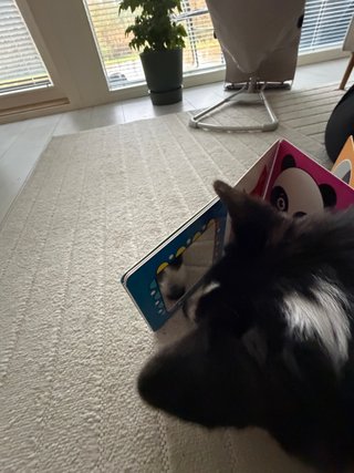 A black and white corgi cardigan looking at a mirror in a baby book.