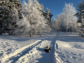 A black and white corgi cardigan playing in the snow.