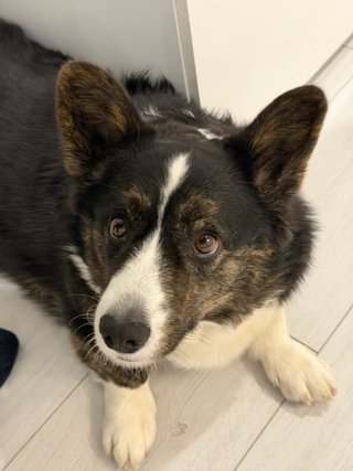A black and white corgi cardigan staring somewhat intensely past the camera.