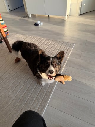 A black and white corgi cardigan standing ready to play with a dog toy in her mouth.