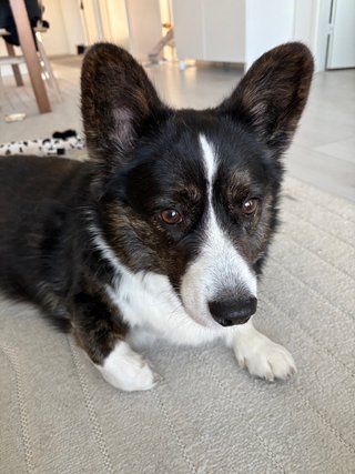 A close up of a black and white corgi cardigan.